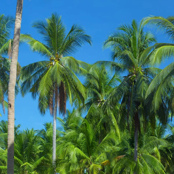 Toppar av palm — Stockfoto