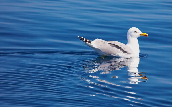 Gull — Stock Photo, Image