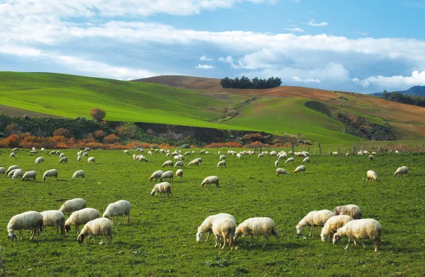 Flock av får — Stockfoto