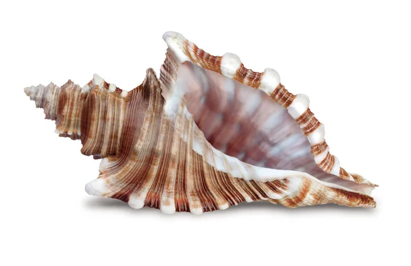 Seashell — Stock Photo, Image