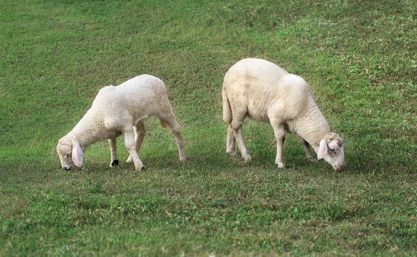 Zwei Junge Lämmer Fressen Saftiges Gras Auf Einem Grünen Rasen — Stockfoto