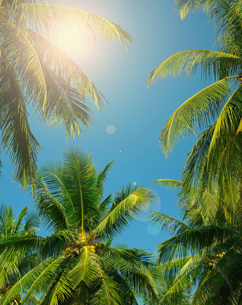 palm trees 