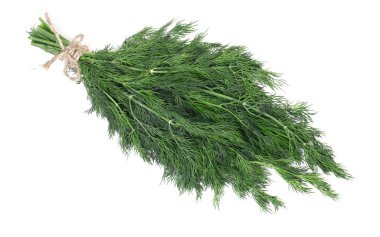 A bunch of dill tied with a rope