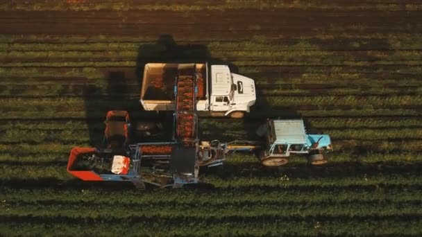 Raccolta delle carote sul campo degli agricoltori.Vista aerea . — Video Stock