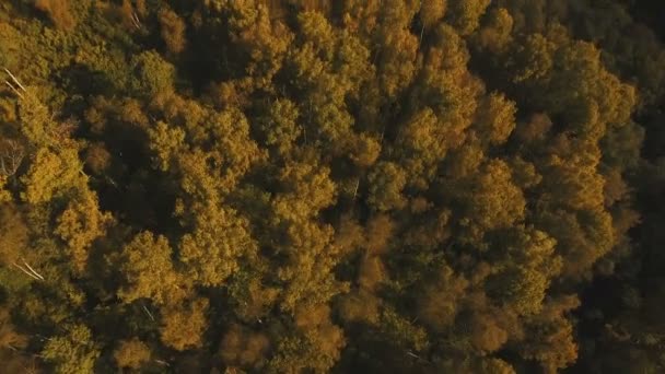 Hösten skogen, Flygfoto. — Stockvideo