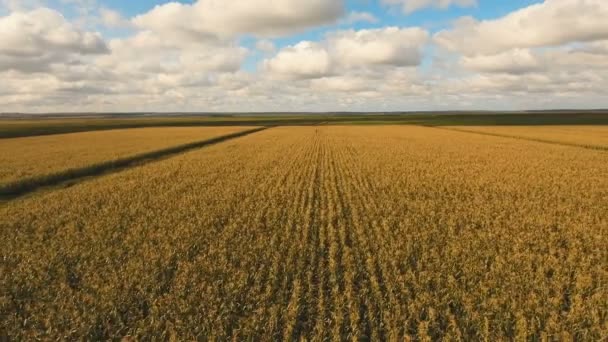 Vista aérea del campo de maíz de cosecha . — Vídeo de stock