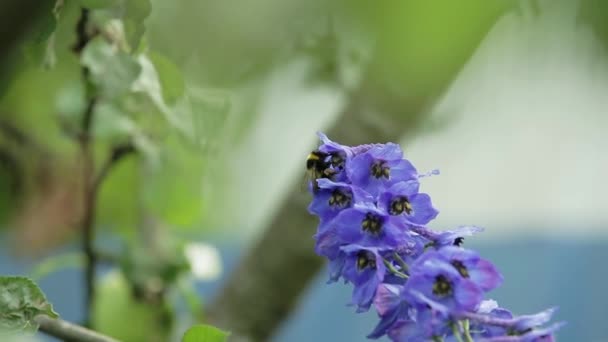 Hommel verzamelt nectar — Stockvideo