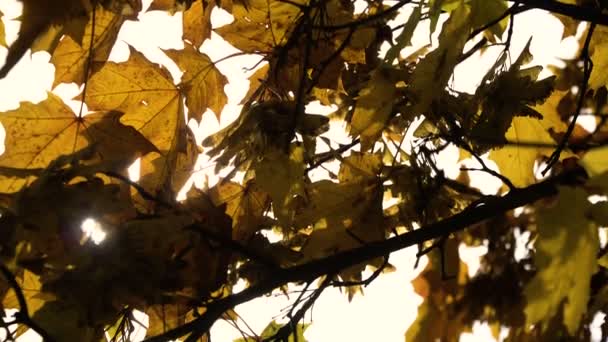 Herbstlandschaft mit Bäumen und Blättern. — Stockvideo