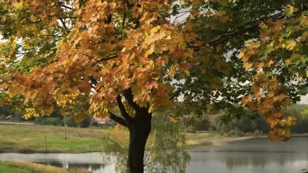 Осенний пейзаж с деревьями и листьями. — стоковое видео