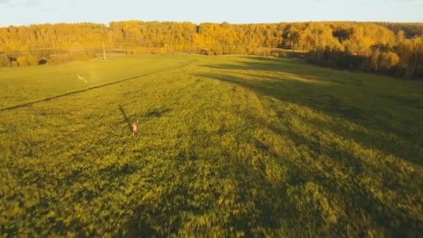 Fille dans un champ avec un chaton.Vue aérienne . — Video