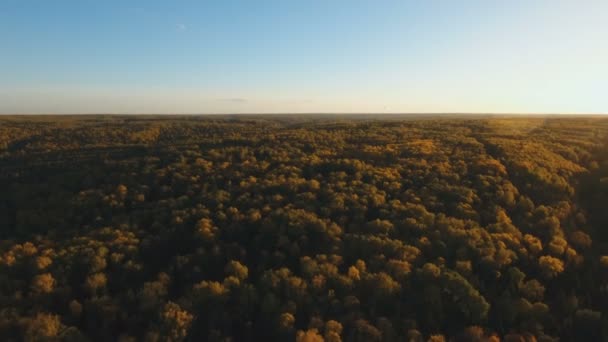秋天的树林，鸟瞰图. — 图库视频影像