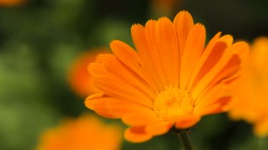 Güzel turuncu kır çiçeği