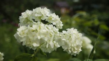 güzel beyaz kır çiçeği.