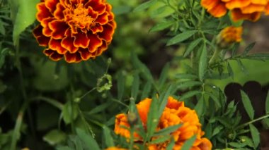 Güzel kırmızı kır çiçeği.