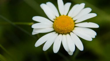 Daisy bir yaz gününde bahçesinde.