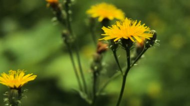 güzel sarı çiçekler.