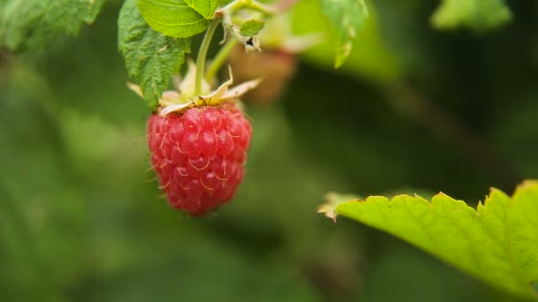 Nahaufnahme von reifen Himbeeren. — Stockvideo