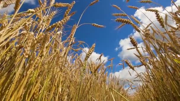 Закрыть колосья пшеницы в поле . — стоковое видео