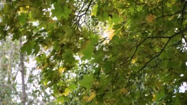 Ağaçlar ve yapraklarla dolu sonbahar manzarası.