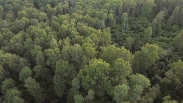 Luchtfoto. Vliegen over het woud. — Stockvideo