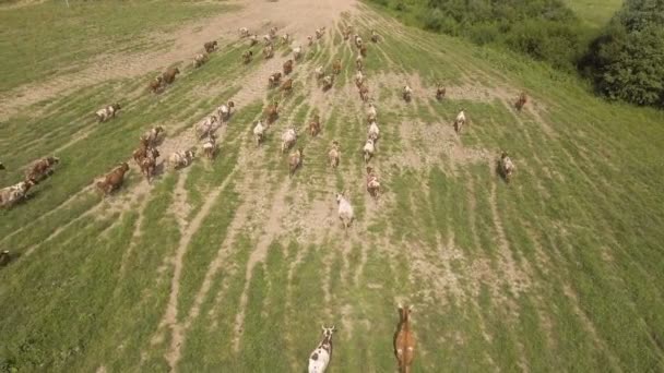 Luchtfoto uitzicht: koeien wandelen langs de weg — Stockvideo