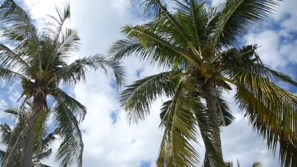 Kokosnussbaum und blauer Himmel mit Wolken — Stockvideo