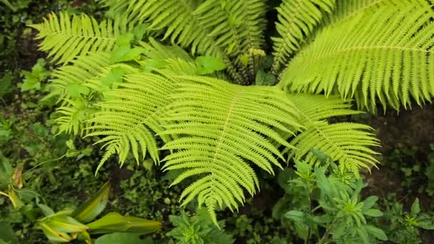 Green ferns in the forest. — Stock Video