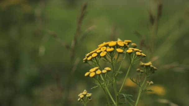 Schöne gelbe Wildblumen. — Stockvideo