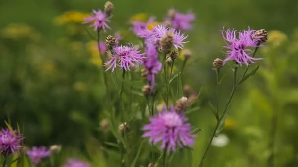 Schöne lila Wildblume — Stockvideo