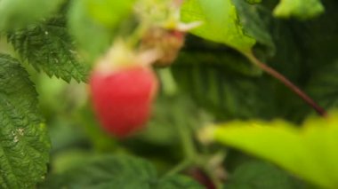 Olgun ahududu yakın çekim.