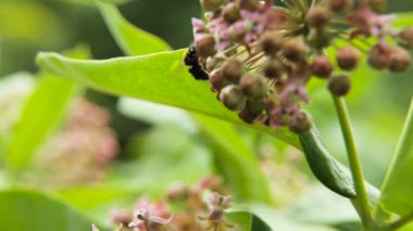 Çiçek arıya yakın çekim.