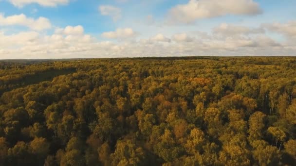 Forêt d'automne, vue aérienne . — Video