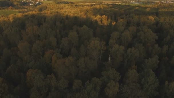 Bosque de otoño, vista aérea . — Vídeo de stock