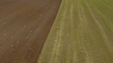 Traktör tarlayı sürüyor. Video kaydı..
