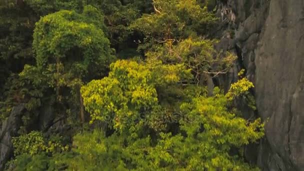 Forêt tropicale humide en montagne, vue aérienne .
