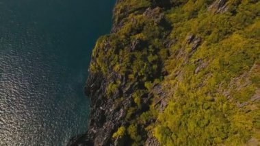 Deniz manzarası: Okyanus uçurumun bir orman. Havadan görünümü.