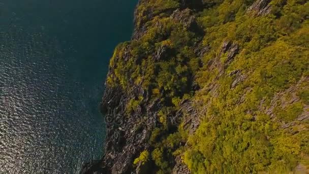 Paysage marin : falaise océanique avec une forêt. vue aérienne .