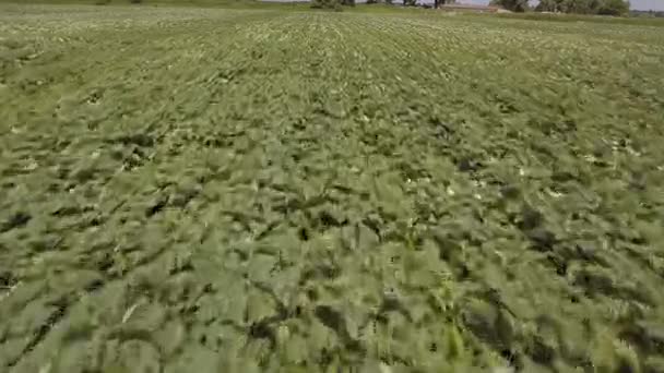 Aérien du champ de pommes de terre vertes . — Video