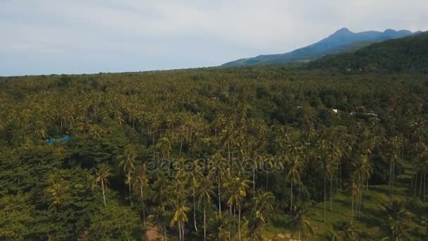 Vista aérea Plantación de palmeras de coco en Filipinas . — Vídeos de Stock