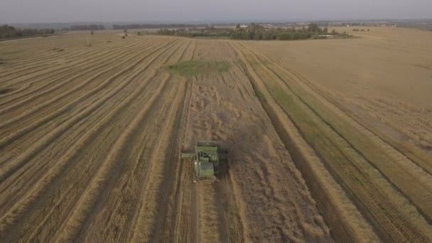 Aerial view combine harvesting a field of wheat. — Stock Video