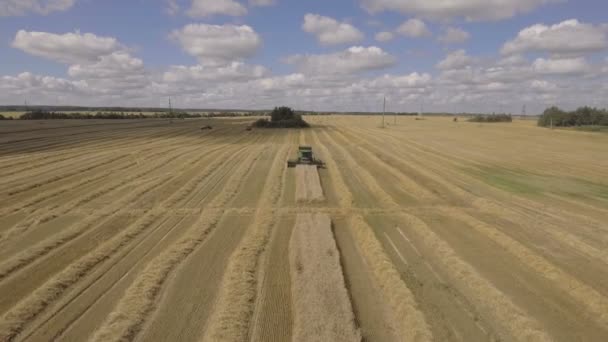 Luchtfoto combineren een gebied van de tarwe oogsten. — Stockvideo