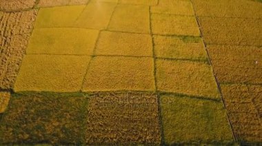 Bir pirinç alan hava görünümünü. Filipinler