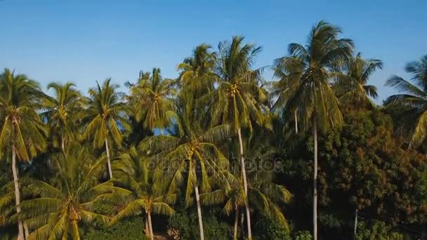 Landschap van de zee met de zee en palm bomen. Luchtfoto uitzicht: Camiguin island Filipijnen. — Stockvideo