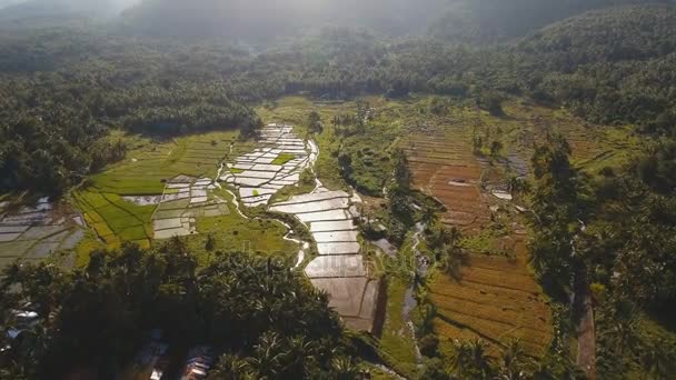 Вид с воздуха на рисовое поле. Филиппины — стоковое видео