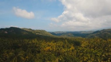 Tropikal ormanlı dağlar. Filipinler Cebu Adası.