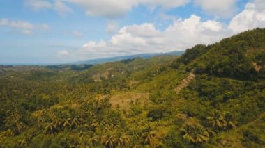 Tropikal ormanlı dağlar. Filipinler Cebu Adası.