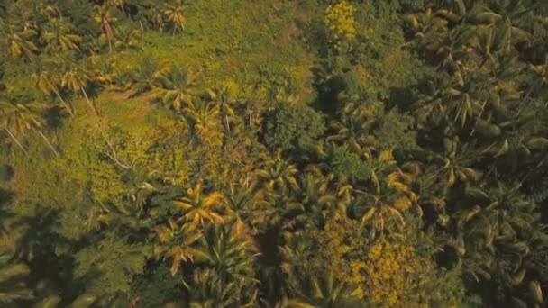 Montagne con foresta tropicale. Filippine Isola di Cebu. — Video Stock