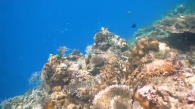 Mercan ve tropikal balık. Filipinler