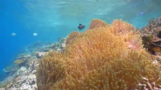 Clownfish Anemonefish in anemone. — Stock Video