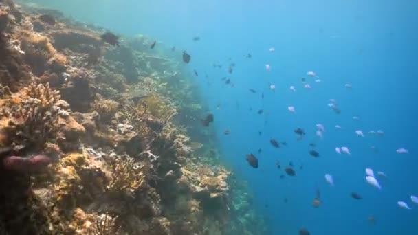 Arrecife de coral y peces tropicales. Filipinas — Vídeos de Stock